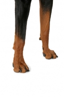 Picture of Dobermann legs