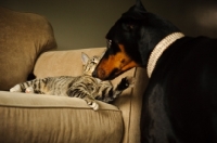 Picture of Dobermann looking at cat