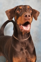 Picture of Dobermann looking surprised