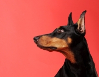 Picture of Dobermann on red background