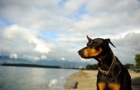 Picture of Dobermann on shore