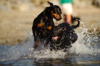 Picture of Dobermann playing with Labrador