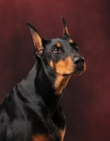 Picture of Dobermann portrait