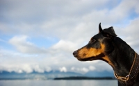 Picture of Dobermann profile