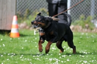 Picture of Dobermann pulling on lead