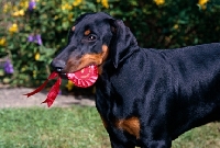 Picture of dobermann puppy carrying rosette