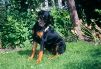 Picture of dobermann puppy holding a flower in her mouth