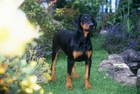 Picture of dobermann puppy in a garden