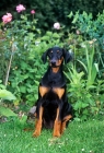 Picture of dobermann puppy in a garden