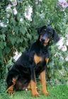 Picture of dobermann puppy sitting by flowers