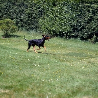 Picture of dobermann running on grass 