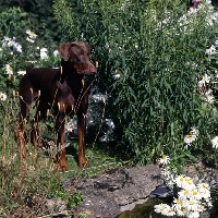Picture of dobermann standing by a garden pond