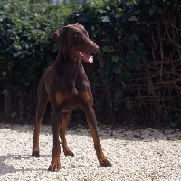 Picture of dobermann standing on a gravel path