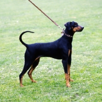 Picture of dobermann standing on grass 
