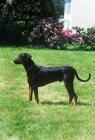 Picture of dobermann standing on grass