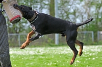 Picture of Dobermann training