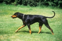 Picture of dobermann, undocked, striding out