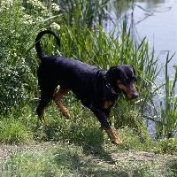 Picture of dobermann walking by the river bank