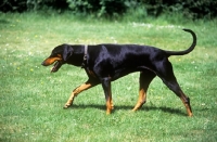 Picture of dobermann walking on grass