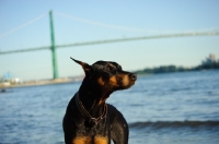 Picture of Dobermann with bridge in background