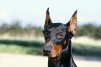 Picture of dobermann with cropped ears, head study 