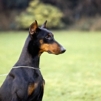 Picture of dobermann with cropped ears, portrait