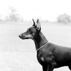 Picture of dobermann with cropped ears portrait