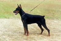 Picture of dobermann with cropped ears