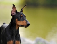 Picture of Dobermann with cropped ears