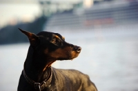 Picture of Dobermann with cropped ears