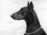 Picture of dobermann with cropped ears