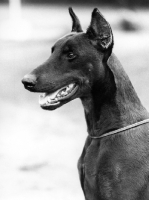 Picture of dobermann with cropped eras