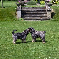 Picture of docked and undocked miniature schnauzers