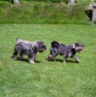Picture of docked and undocked miniature schnauzers walking