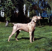 Picture of docked weimaraner