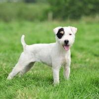 Picture of docked white working type lakekand terrier