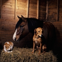 Picture of dog and cat in stable on straw bale with a horse