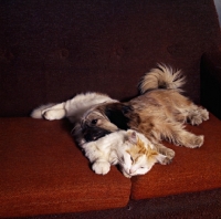 Picture of dog and cat lying together