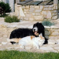 Picture of dog and cat lying together