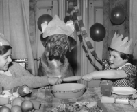 Picture of dog at a party