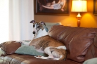 Picture of dog at home on comfortable sofa looking at camera