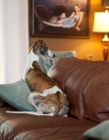 Picture of dog at home on cosy sofa