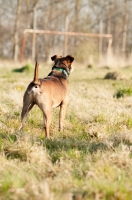 Picture of dog, back view