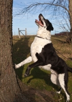 Picture of dog barking up a tree