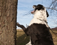 Picture of dog barking up tree