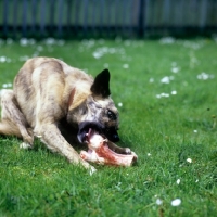 Picture of dog chewing a bone