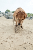 Picture of dog digging up sand