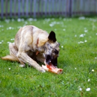 Picture of dog eating a bone