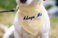 Picture of dog for adoption