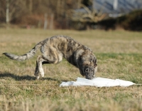 Picture of dog in countryside biting cloth